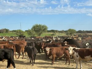 Estafa millonaria a una Firma Agropecuaria de Rancul: recuperan más de mil vacunos en un campo de Córdoba