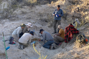 Hallan restos de un Titanosaurio en 25 de Mayo