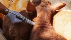 Determinaron cambios en el calendario de vacunación antiaftosa