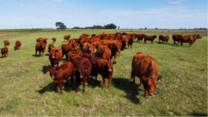 Carbunclo bacteridiano: refuerzan medidas preventivas y recuerdan la importancia de la vacunar