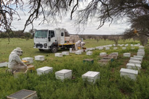 Lanzaron una nueva línea crediticia para productores apícolas