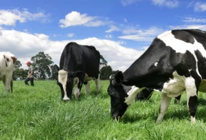 Gobierno provincial lanzó una nueva línea crediticia para productores lecheros