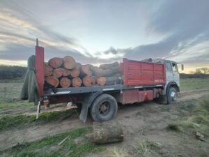 Detectaron a siete hombres que realizaban tala de Caldén en la zona de Chamaicó e incautaron 28 toneladas de leña