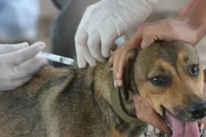 Recordaron la importancia de la vacunación antirrábica anual de perros y gatos