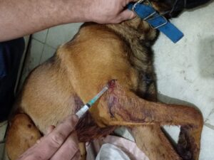 Un vecino salió a caminar con sus perros, uno murió y otro fue gravemente herido: la Policía investiga lesiones «compatibles con un impacto de proyectil»