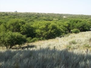 Recursos Naturales detectó por satélite un desmonte ilegal de bosque nativo en el departamento Rancul