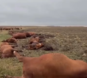 Un rayo mató a 13 vacunos en un campo al norte de Catriló