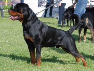 Un niño de 5 años fue mordido por un perro Rottweiler en Intendente Alvear